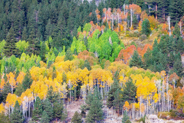 istock Fall foliage and forest in Hope Valley California 1215369442