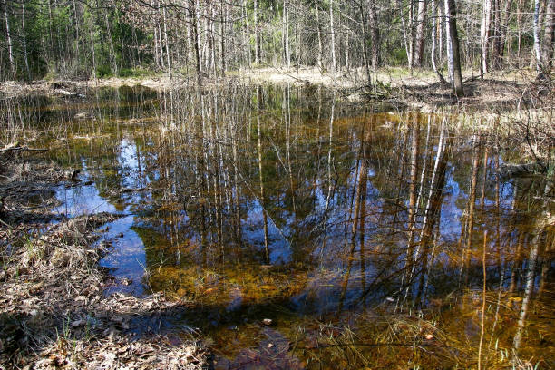 istock Reflection of trees and blue spring sky in a forest lake 1215369887