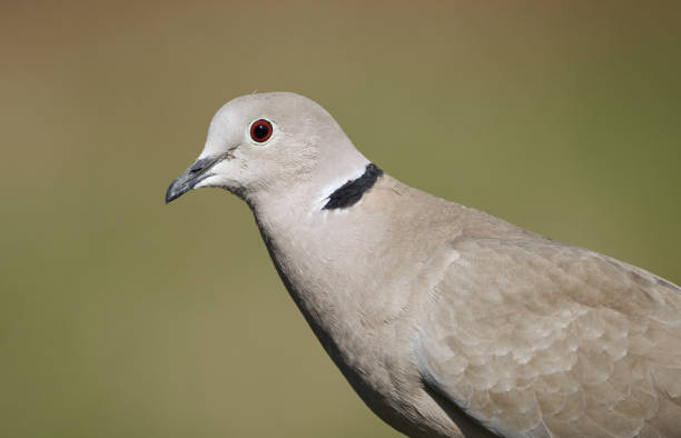 istock Eurasian collared dove (Streptopelia decaocto) side view with natural green background 1215370458