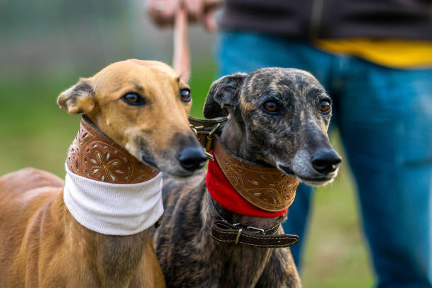 Greyhound dog portrait outdoors