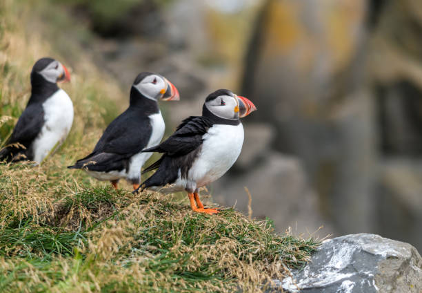 istock The Atlantic puffin, also known as the common puffin 1215370902
