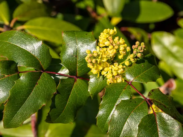 Common Mahonia flower in the park