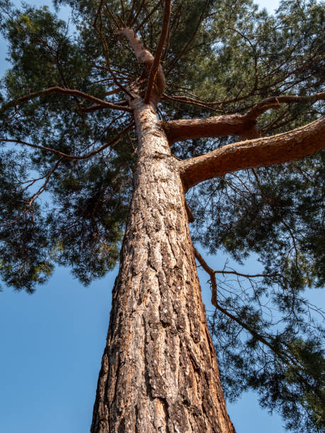 istock trunk of a pine tree in the park 1215372241