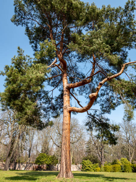 istock Jeffreys Kiefer Pinus jeffreyi im Park 1215372244