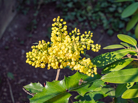 Common mahonia blooms in spring