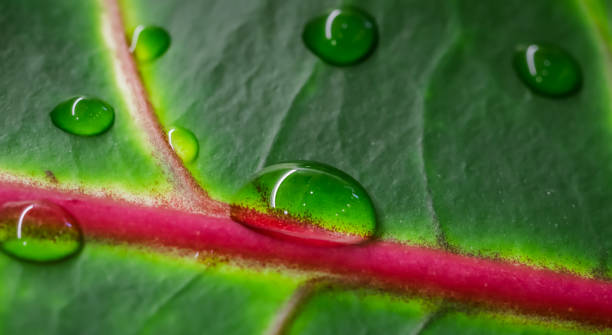 istock Abstract green background. Macro Croton plant leaf with water drops. Natural backdrop 1215373257