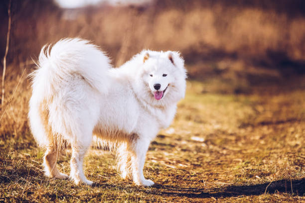 istock Samoyed dog front view smile portrait 1215373450