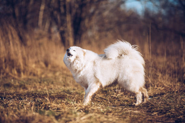 White fluffy Samoyed dog puppy barks outside stock photo