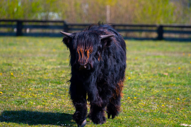 istock Young black Highland cattle cow from Scotland 1215373939