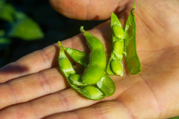 istock Soy plantation, for human consumption. 1215374288