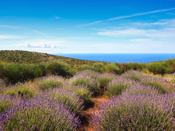 Hvar island lavender fields stock photo