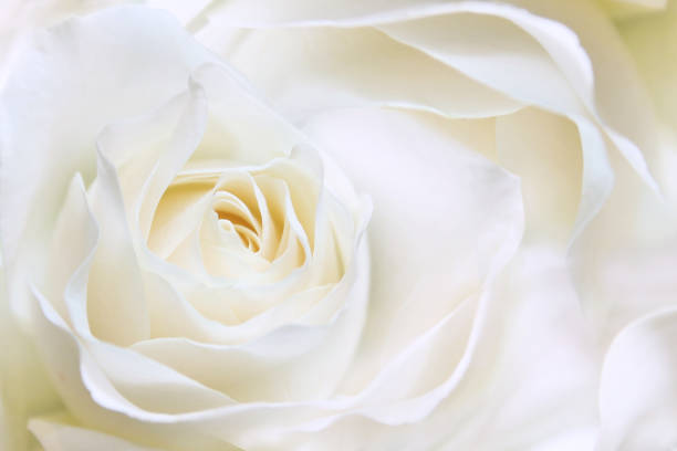 istock White huge airy rose, macro-festive background for wedding invitation 1215374374