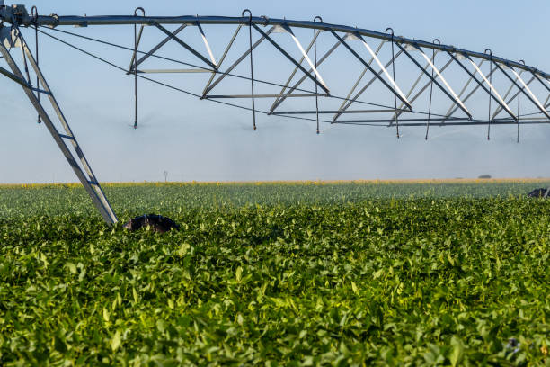 istock Soy plantation, for human consumption. 1215374480