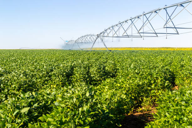 istock Soy plantation, for human consumption. 1215375043
