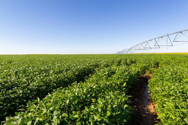 istock Soy plantation, for human consumption. 1215375085