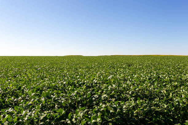 istock Soy plantation, for human consumption. 1215375285