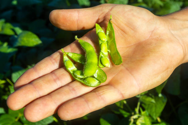 istock Soy plantation, for human consumption. 1215375489