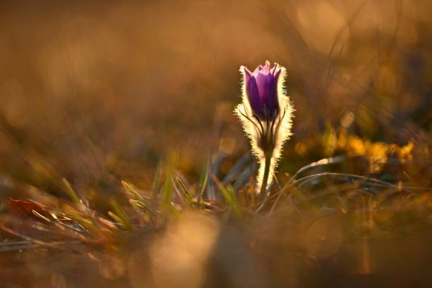 Spring background with flowers in meadow. Pasque Flower (Pulsatilla grandis) Spring background with flowers in meadow. Pasque Flower (Pulsatilla grandis) pulsatilla grandis stock pictures, royalty-free photos & images