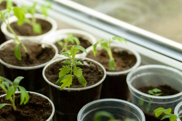 istock Young Seedling. Young seedlings growing on windowsill in plastic cup. New plants for planting in the garden. Sprouts of vegetables. Tomatoes, cucumbers, pumpkin and other crops. 1215378089