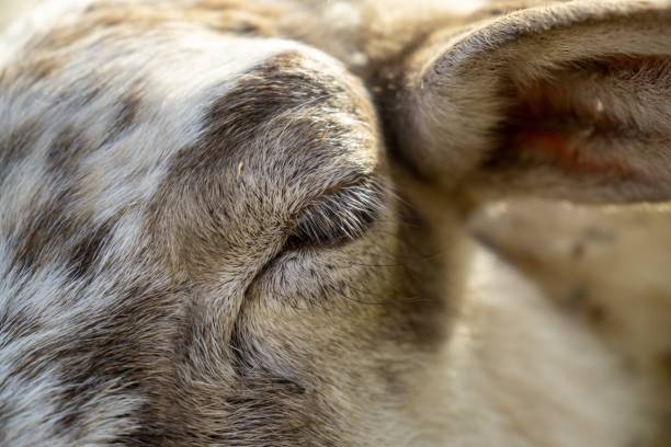 detalhe do olho dos animais ovelhas na natureza. - lamb softness fur wool - fotografias e filmes do acervo