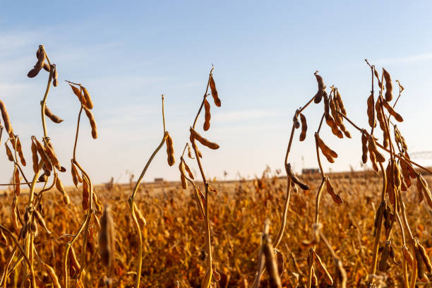 istock Soy plantation, for human consumption. 1215378359