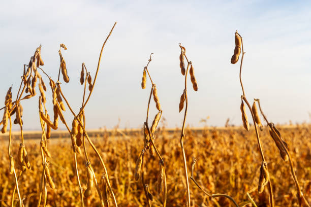 istock Soy plantation, for human consumption. 1215378374