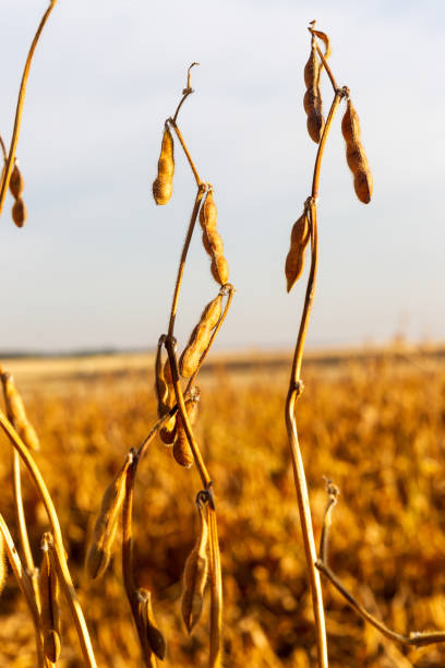 istock Soy plantation, for human consumption. 1215378385