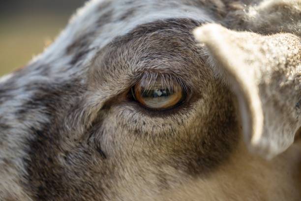 detalhe do olho dos animais ovelhas na natureza. - lamb softness fur wool - fotografias e filmes do acervo