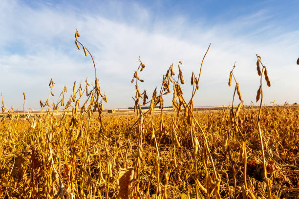 istock Soy plantation, for human consumption. 1215378400