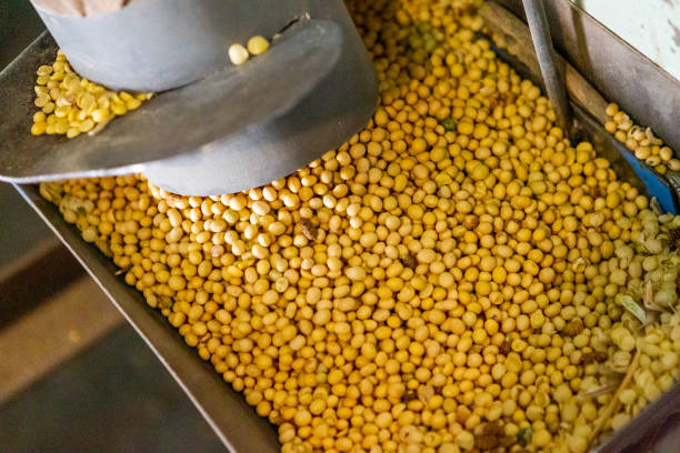 istock Soy plantation, for human consumption. 1215379284
