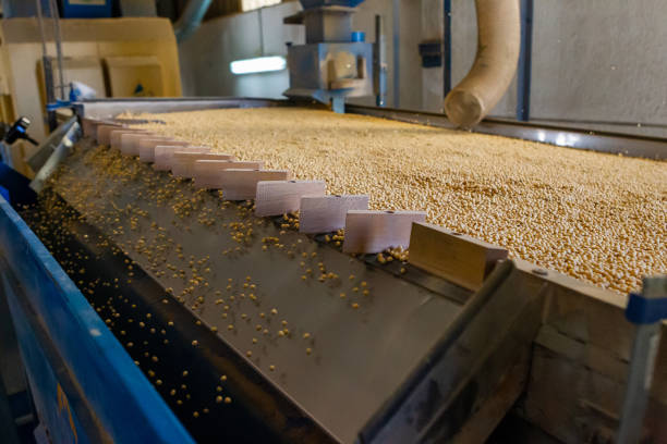 istock Soy plantation, for human consumption. 1215379502