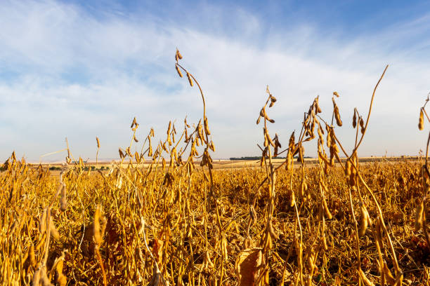 istock Soy plantation, for human consumption. 1215379650