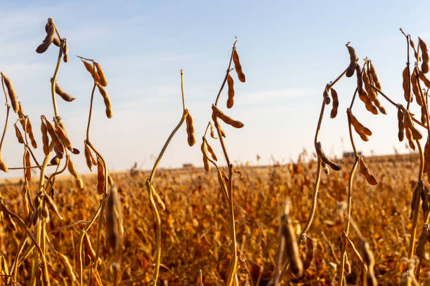 istock Soy plantation, for human consumption. 1215379678