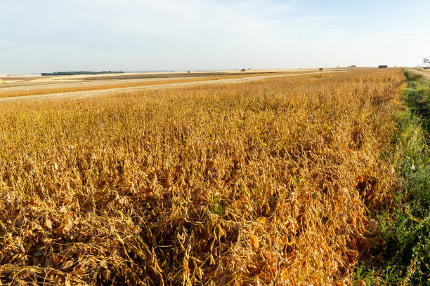 istock Soy plantation, for human consumption. 1215379774