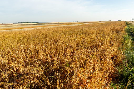 Agrobusiness operation. Soy plantation, for human consumption.