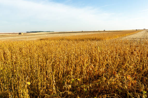 istock Soy plantation, for human consumption. 1215379811
