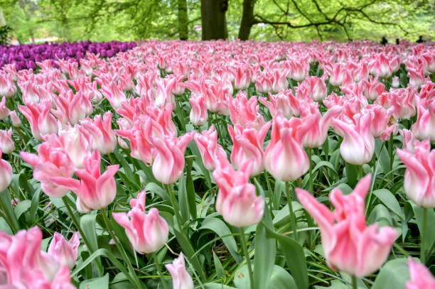 istock Rows of tulips and other flowers 1215380798