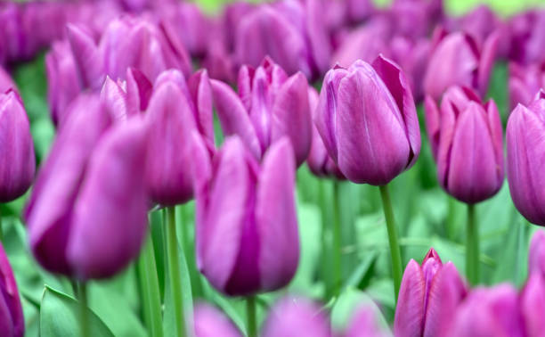 istock Rows of tulips and other flowers 1215380852