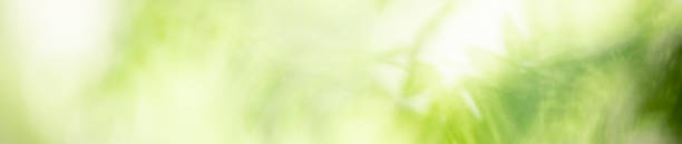 istock Abstract blurred out of focus and blurred green leaf nature background under sunlight with bokeh and copy space using as background natural plants landscape, ecology cover concept. 1215381793