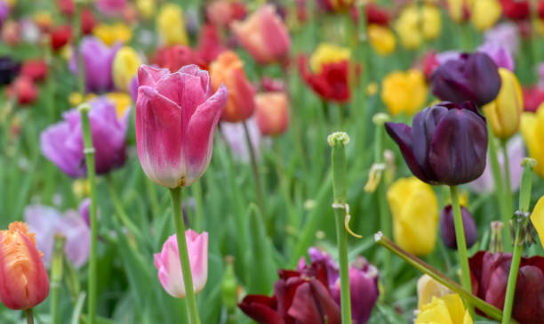istock Rows of tulips and other flowers 1215381879