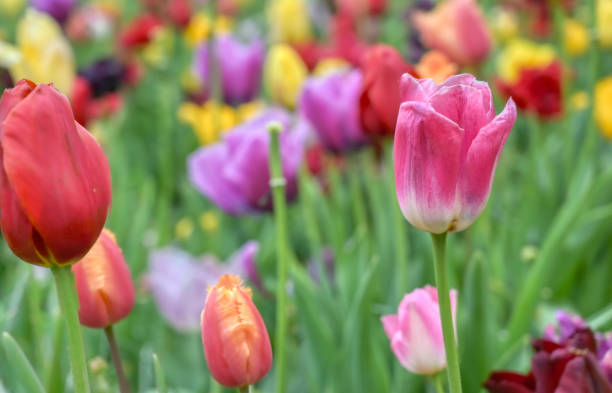 istock Rows of tulips and other flowers 1215381968