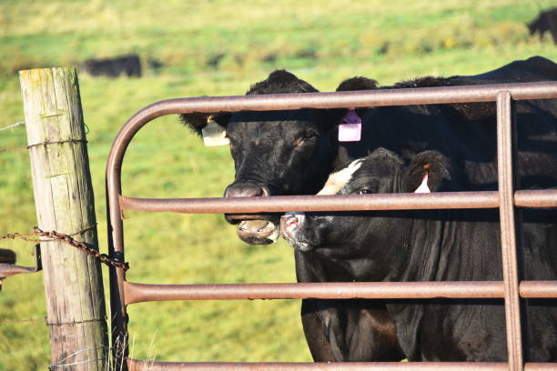 istock Cow and Calf at Gate 1215383478