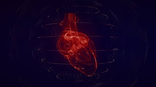 anatomicznie poprawne czerwone cyfrowe ludzkie serce. futurystyczne badanie serca cząstek - human heart x ray image anatomy human internal organ zdjęcia i obrazy z banku zdjęć