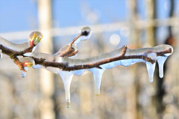 With an ice layer prevent the fruit blossom from freezing. The Netherlands, Europe.