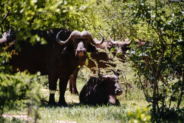 A waterbuffalo looks to camera through trees as another sits beside it