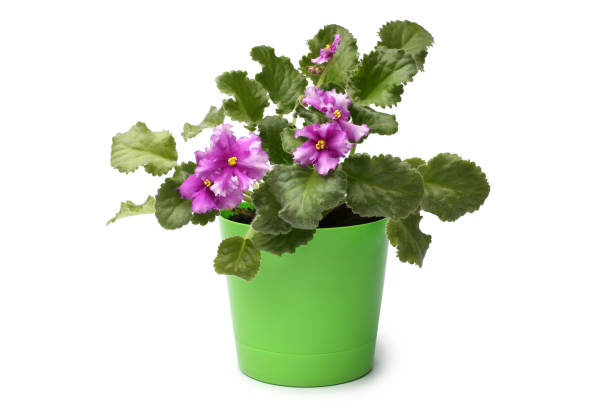 African Violet