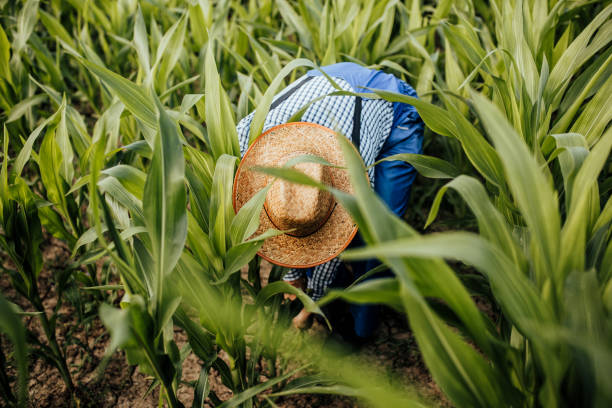 istock Man in agricultural field 1215387533