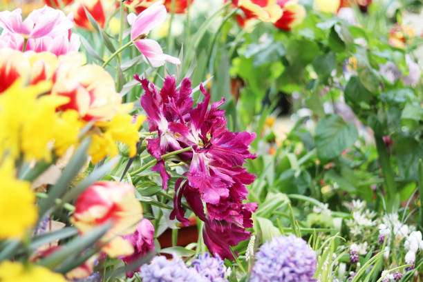 istock spring flowers in the store 1215388904