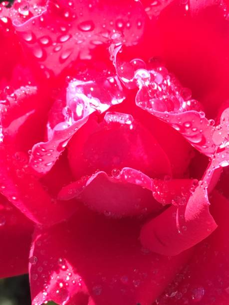 istock Vibrant pink Flower with water droplets 1215389256
