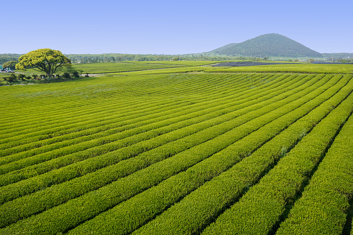 Green tea fields and mountain in Jeju Island, South Korea